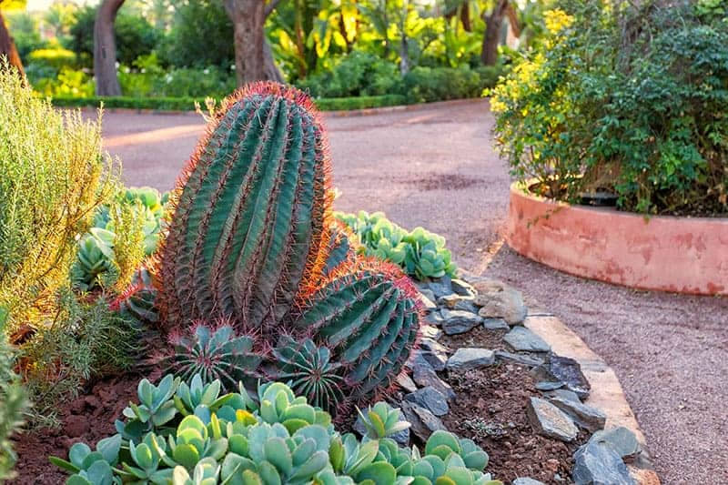 12 Stunning Cactus Garden Ideas: Inspiring Designs for Your Outdoor Oasis